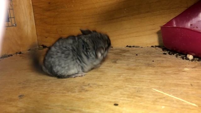 Щенок шиншиллы, травма после падения, держит голову под наклоном.