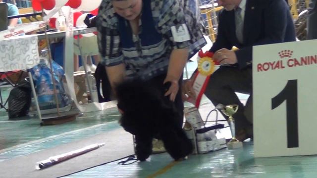 00150  Моно пуделей Озерск 5.07.2014