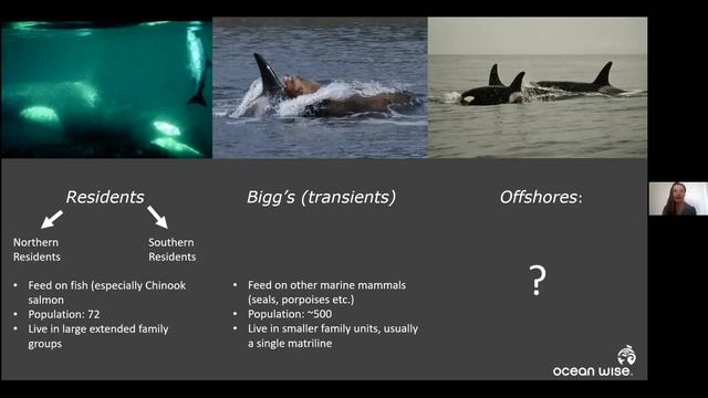 Wild About Whales (Salish Sea BioBlitz Speaker Series)