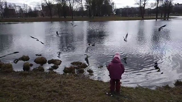 Птицы в полете, замедление в 8 раз (Flying Birds, Slow Motion 1/8 Speed)