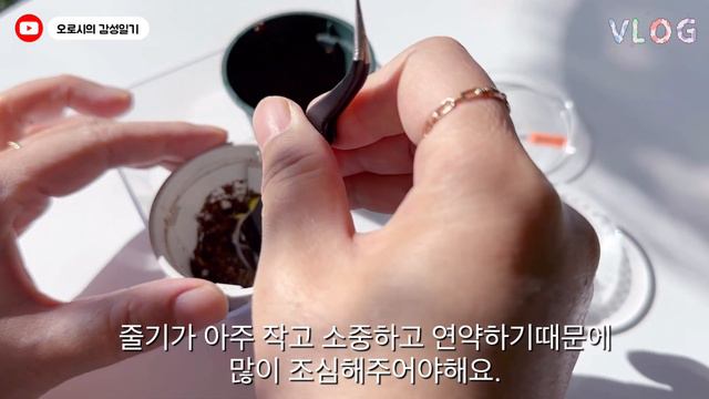 [제라늄정원] 제라늄 씨앗 채종하기 / 물발아하기 / 파종하기 #pelargonium 제라늄변종 만들기 함께 해요. #geranium