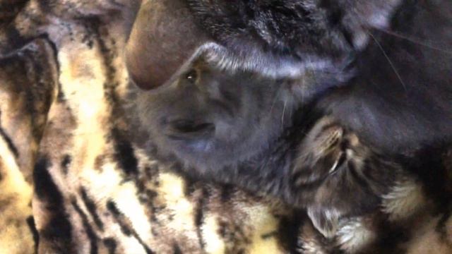 Кошка облизывает котят / шотландские вислоухие первая неделя котятам