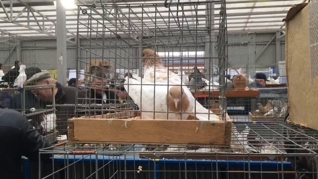 Голубиный рай на Белой Даче 06.04.2019