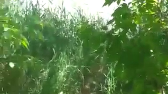 Алейск Танки