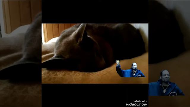 Начало Летнего Сезона У Моего Кота Дэнии