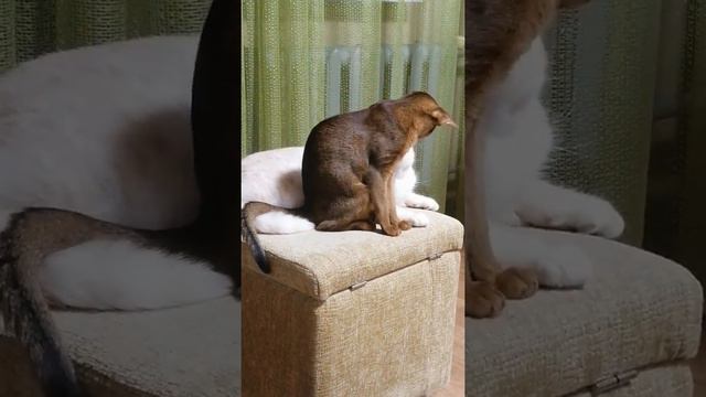 Мы такие разные, но мы вместе)