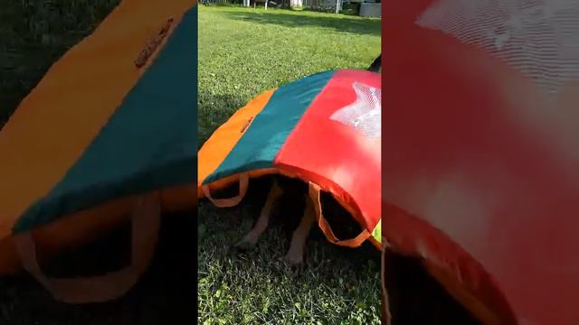 Развлечения Шпикачки 😁