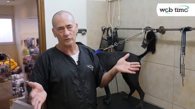Стрижка собак  груминг зоомагазине 