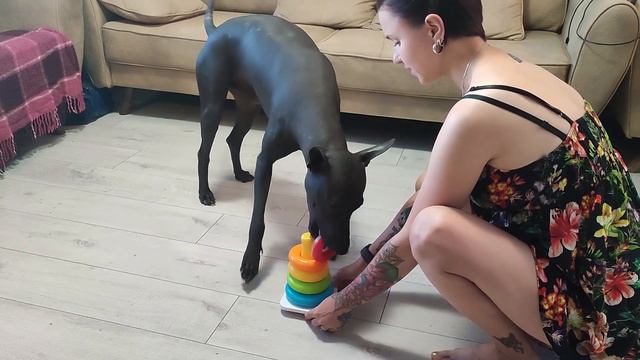Xolo Dog Builds A Kids Pyramid Toy