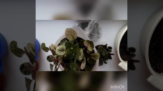 ЧАСТЬ 2. Формирование полянки из вытянувшейся Фиалки-трейлера