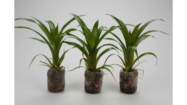 Таблетка кокосовая в сетке Jiffy-7С (Jiffy Products), 50мм (после набухания) обзор Jiffy-32