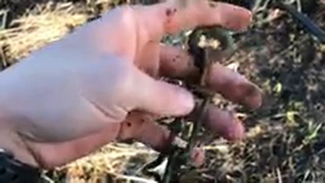 Первое серебро 2018.Славный коп 2018.Удача,смотреть всем!!!!Клада нет,но монеты есть!)