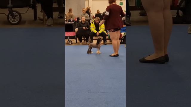 Nordic Winner 3.12.2022 Helsinki Kiinanharjakoirat Avoimet Urokset