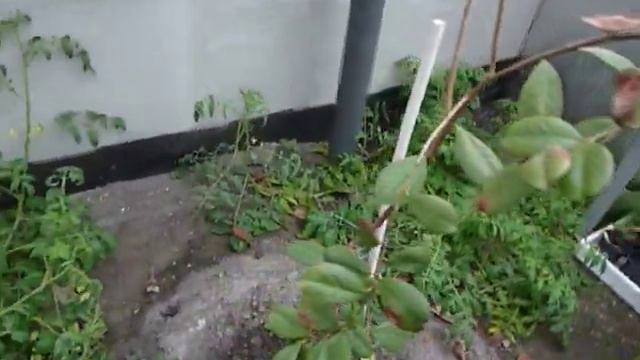 Что выжило в теплице