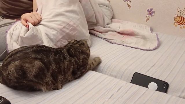 Звуки мышей . Реакция кота на звук мышей