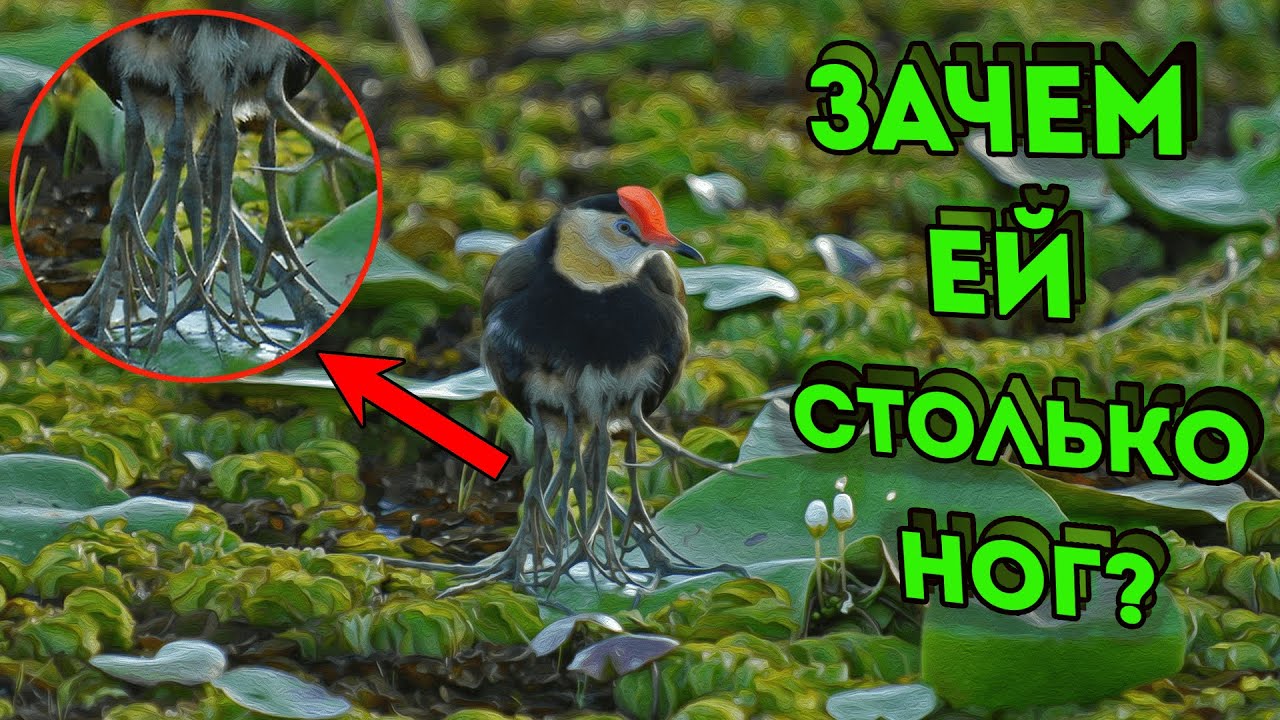 У ЭТОЙ ПТИЦЫ ОТРАСТАЕТ 8 НОГ! Зачем она это делает?  Необычное животное!
