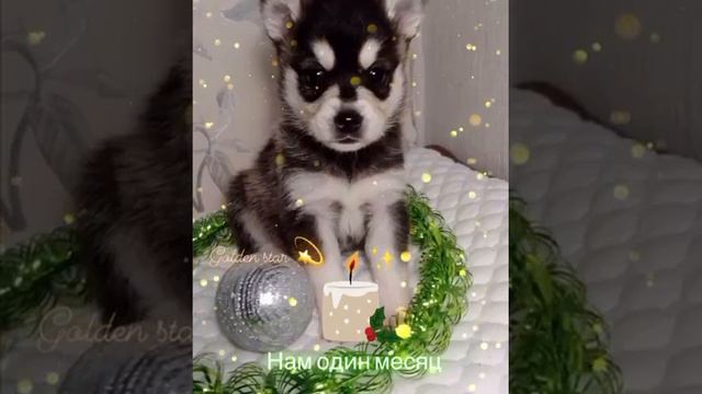 Щенки аляскинский Кли Кай