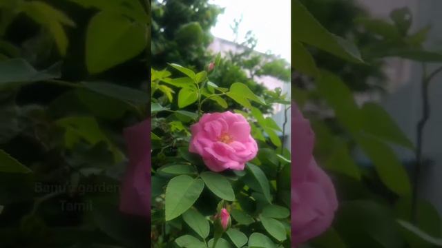 BABY PINK COLOUR ROSE @ Banu's Garden Tamil