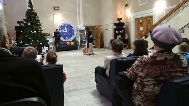 Фристайл | Жанна и Чарли | Клуб Юных Дрессировщиков 