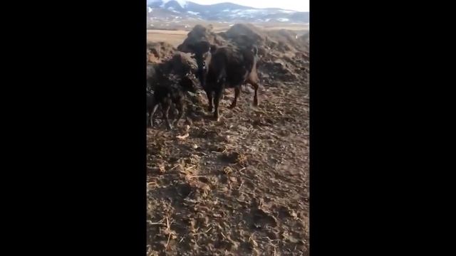 UNBELIEVABLE MOMENTS Of Animal Protective Instincts