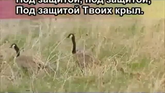 Буду жить под защитой Твоих крыл +