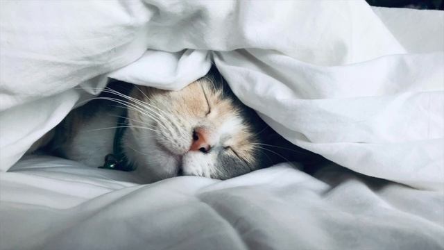 Chopin ～  Nocturnes ～ 1 Hour Version ~ BGM For Relaxation