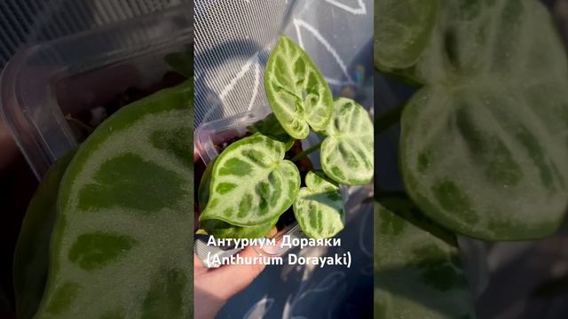 Блестит на солнце мой Антуриум Дораяки (Anthurium Dorayaki)🤗 #растения #plants #цветоводство