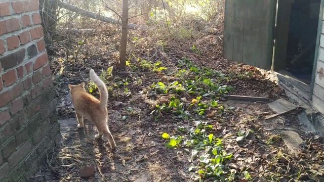 Утро 31 октября. Рыжий Коша уже у нас.