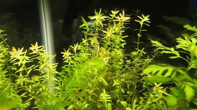 Rotala Indica Aquarium Plant: Easy To Care For