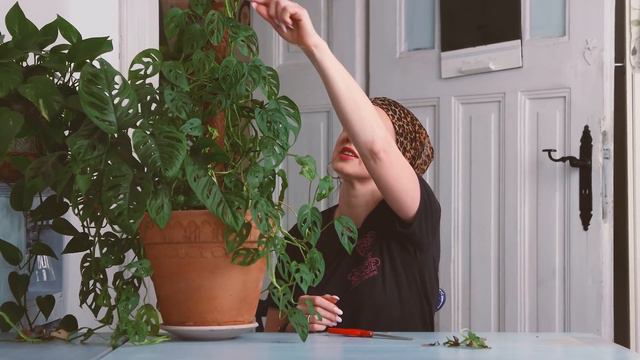 WASZE TOP 5 ROŚLIN W 2022! Hity Sprzedażowe W Jungle Boogie