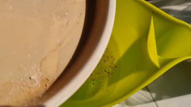 Just One Pill In ZZ Plant Makes It Grow Fast (The Result Surprised)