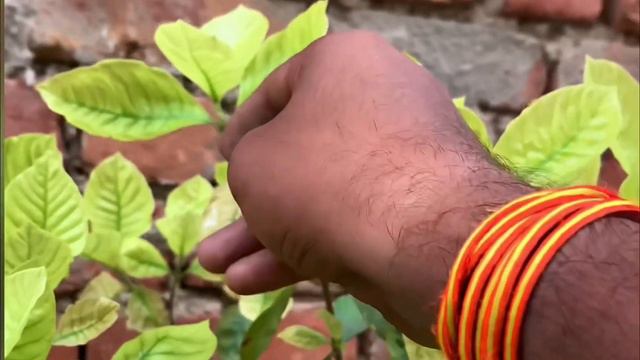 गार्डेनिया (Gardenia) फूल के बारे में #peppyflora