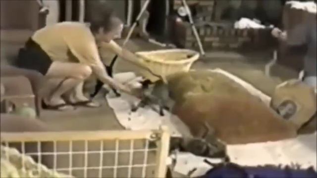 Как котики пугаются. As Cats Get Scared.