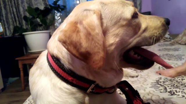 Лабрадор Кайла после прогулки / Жизнь с лабрадором часть 1