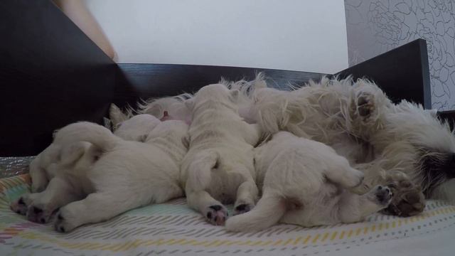 Обед щенков  Вест Хайленд Уайт Терьер