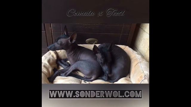 XOLO Mini Www.sonderwol.com