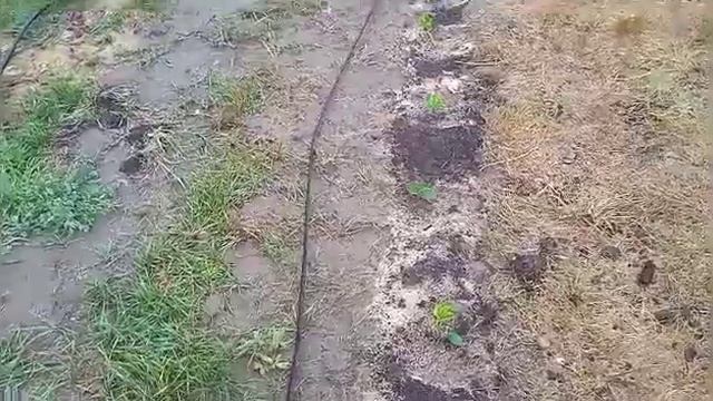 Дождливый день!-Смотрим как подросла наша клубника,голубика!