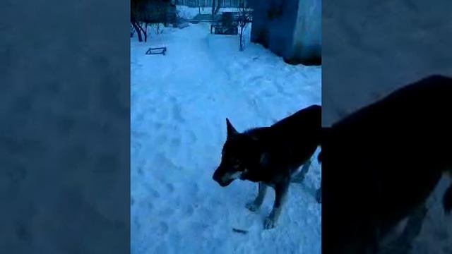 собака на даче