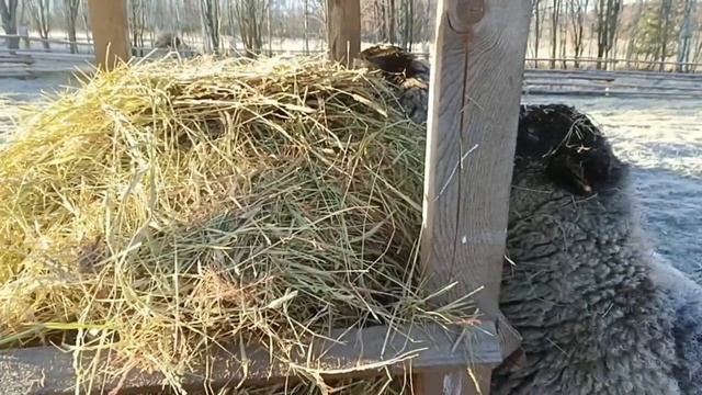 Осенняя вакцинация кроликов / Пашем огород с Dong Feng 244 / Наглый бобр / Дом у ручья