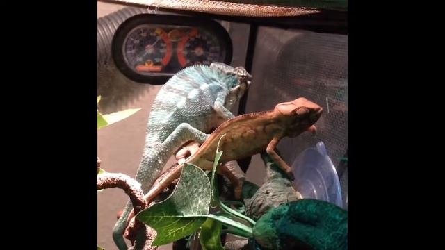 Male And Female Panther Chameleon