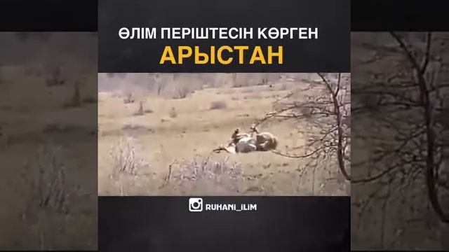 Лев видит ангела смерти