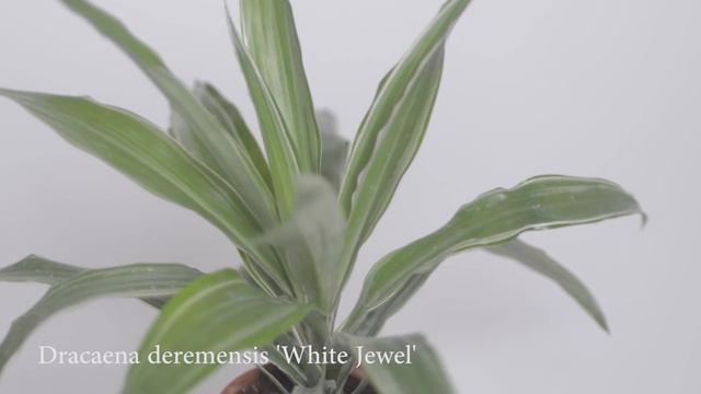 Fall Plant Haul 🌿