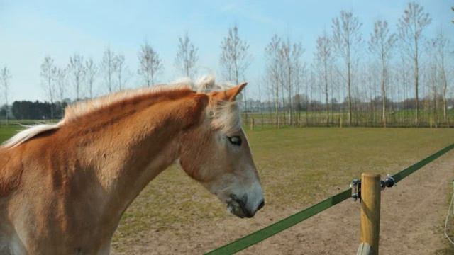 Haflinger Twister ;)