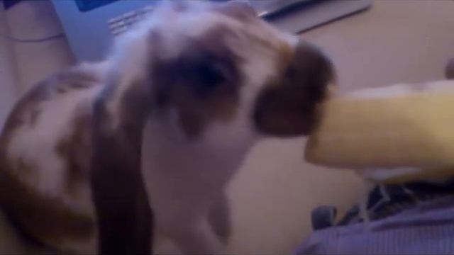 кролик и банан