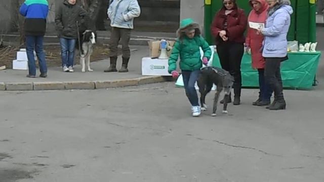 Весенний борзой МООиР 2015 , гальго...