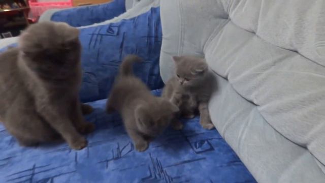 британские котята.ульяновск
