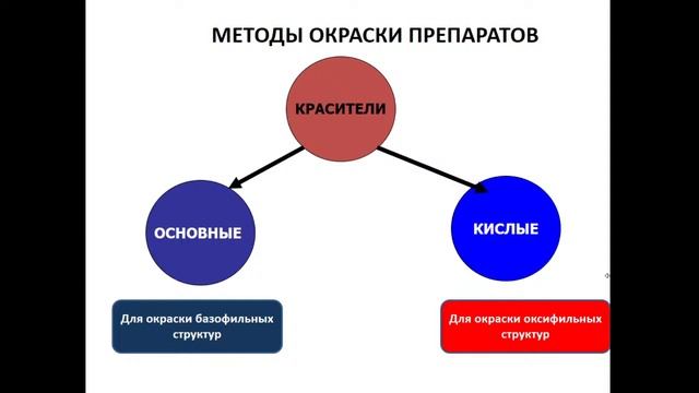 8 00 Введение в гистологию