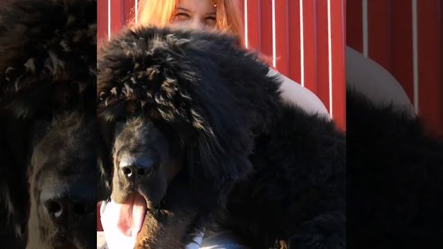 Тибетский мастиф щенок Даша