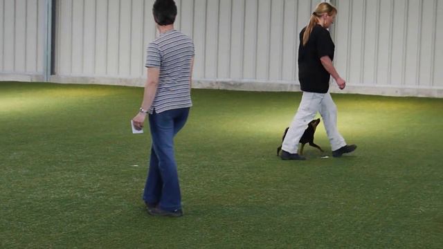 Zwergpinscher Obedience Prüfung Fussarbeit Miniature Pinscher At Obedience Competition Heelwork