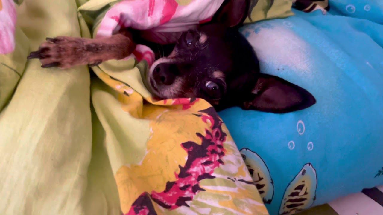 Той терьер балдеет